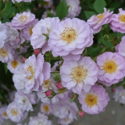 コンパクトなつるバラ | バラ苗の通販の篠宮バラ園