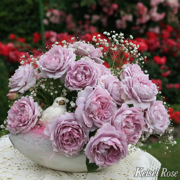 ノヴァーリス ｜バラ苗の通販の篠宮バラ園