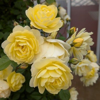 新商品・追加入荷 | バラ苗の通販の篠宮バラ園