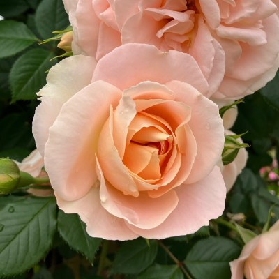 カード｜バラ苗の通販の篠宮バラ園