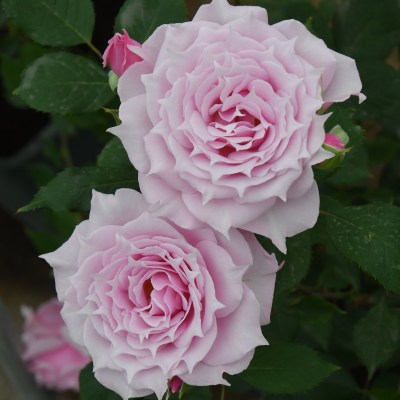 新商品・追加入荷 | バラ苗の通販の篠宮バラ園