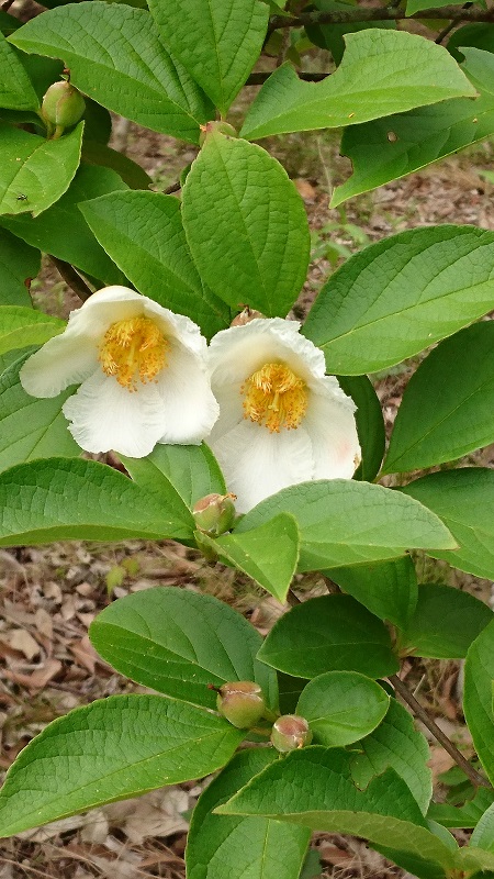 初夏の白い花（新原圃場の在庫商品） - 伸松園