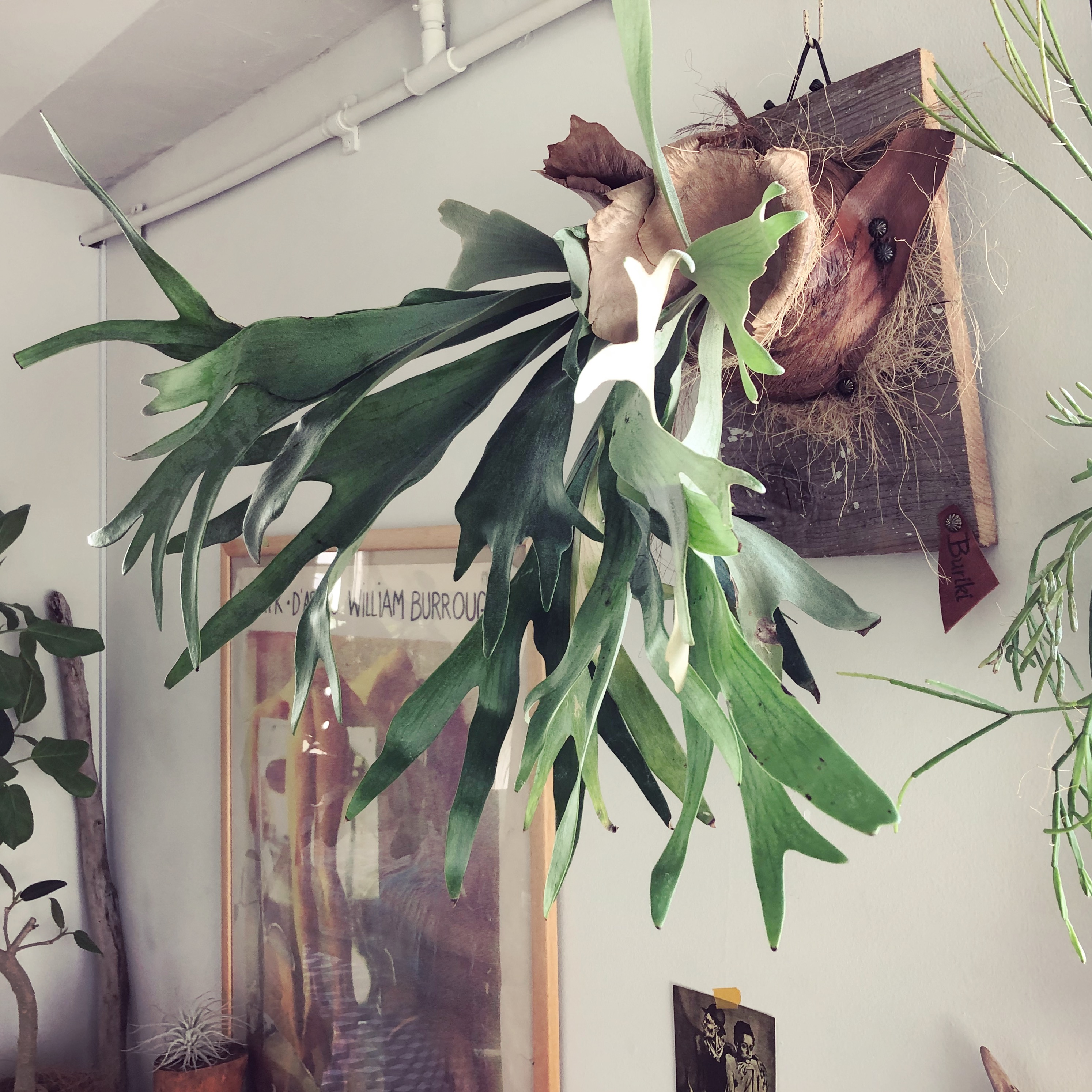 インテリアに映える観葉植物①/ビカクシダ | SHINTERIOR.TOKYO