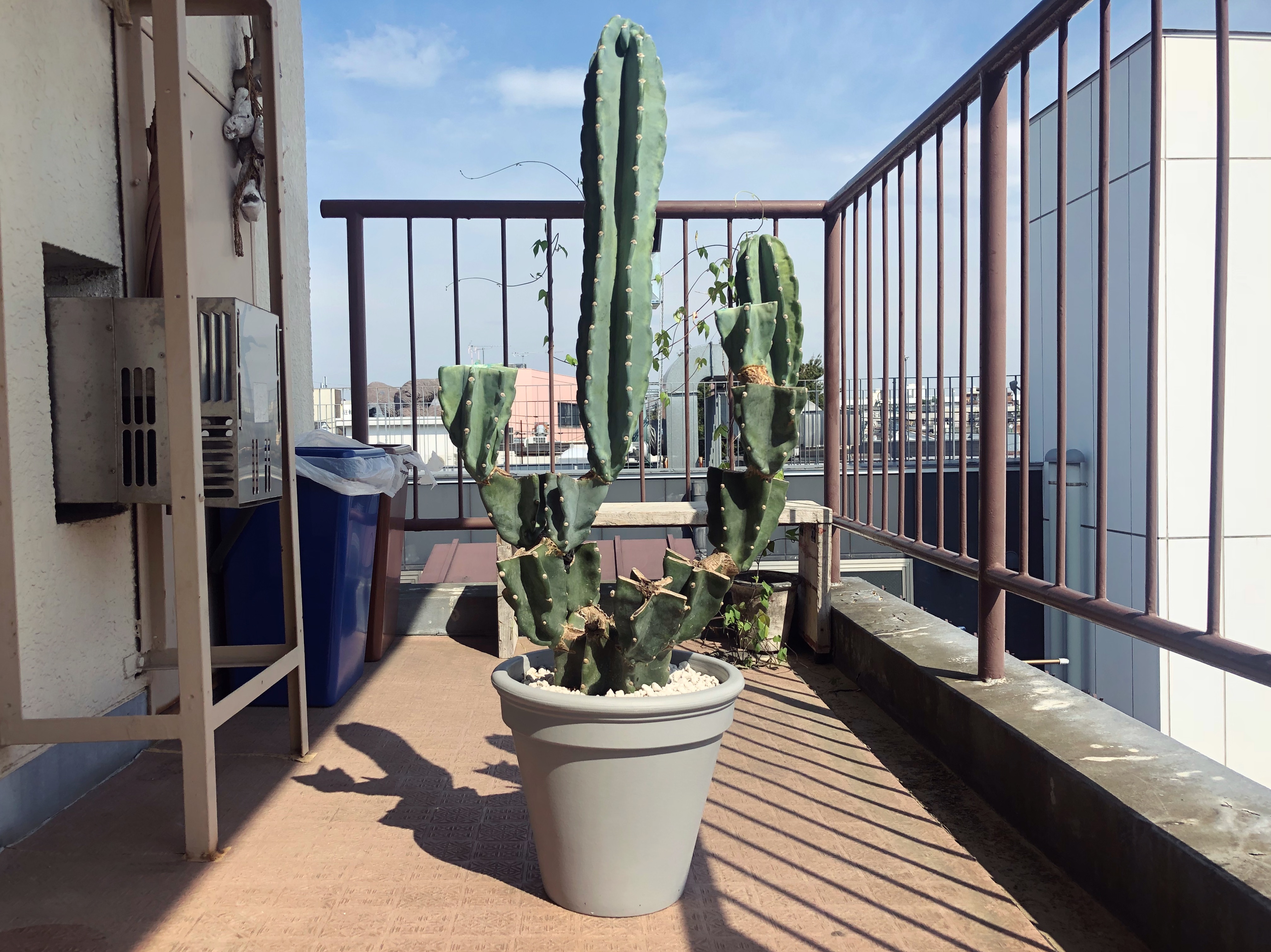 ゲリラ豪雨にご注意/柱サボテン鬼面角の胴切り | SHINTERIOR.TOKYO