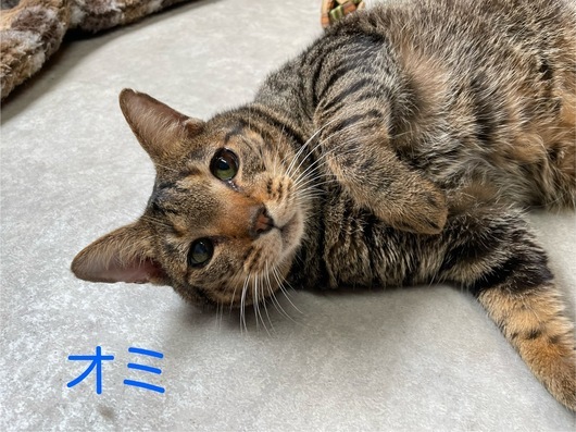 しっぽのニャンコ紹介～キジトラにゃんこシリーズ編: しっぽレポート