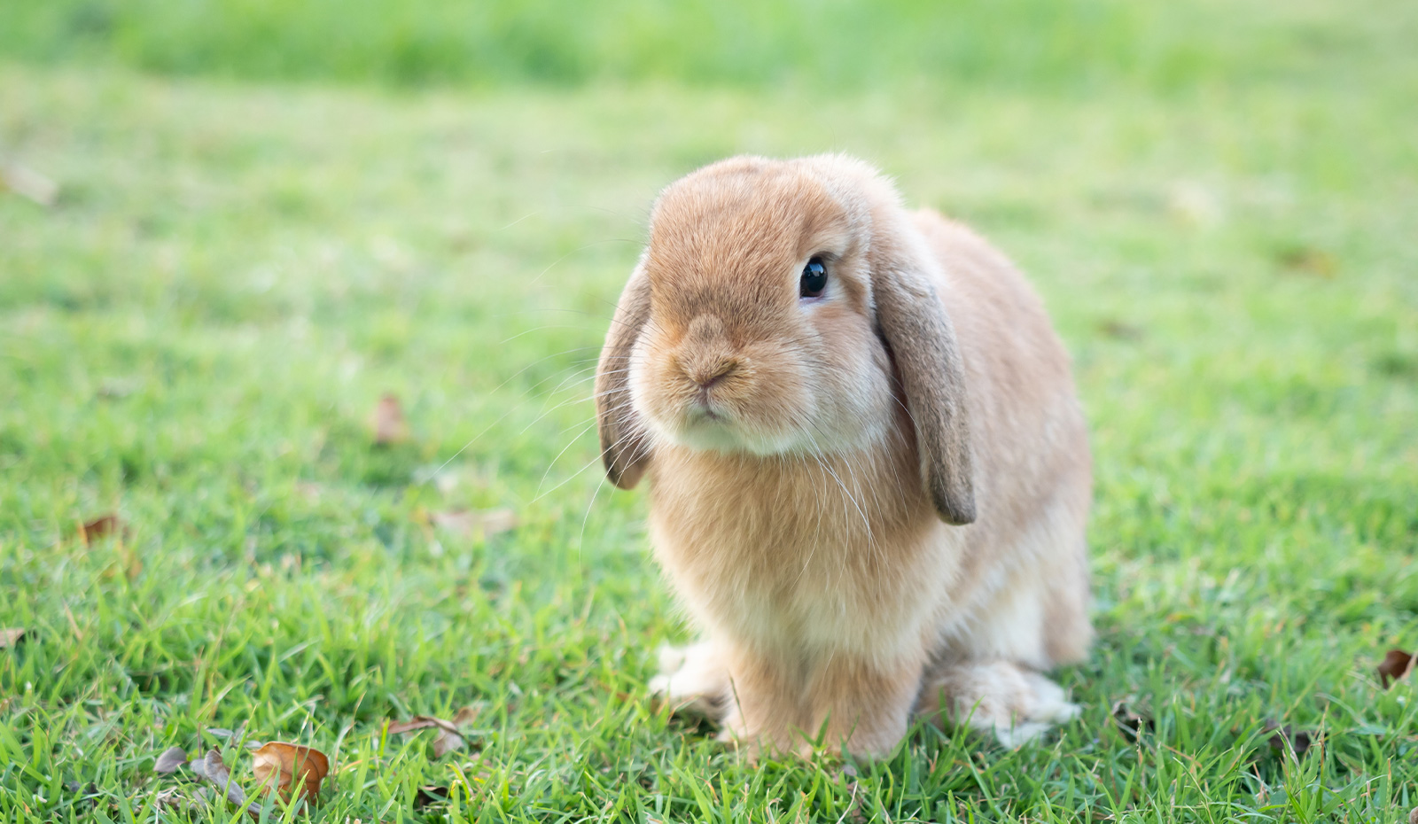 しっぽ写真館｜うさぎのしっぽ