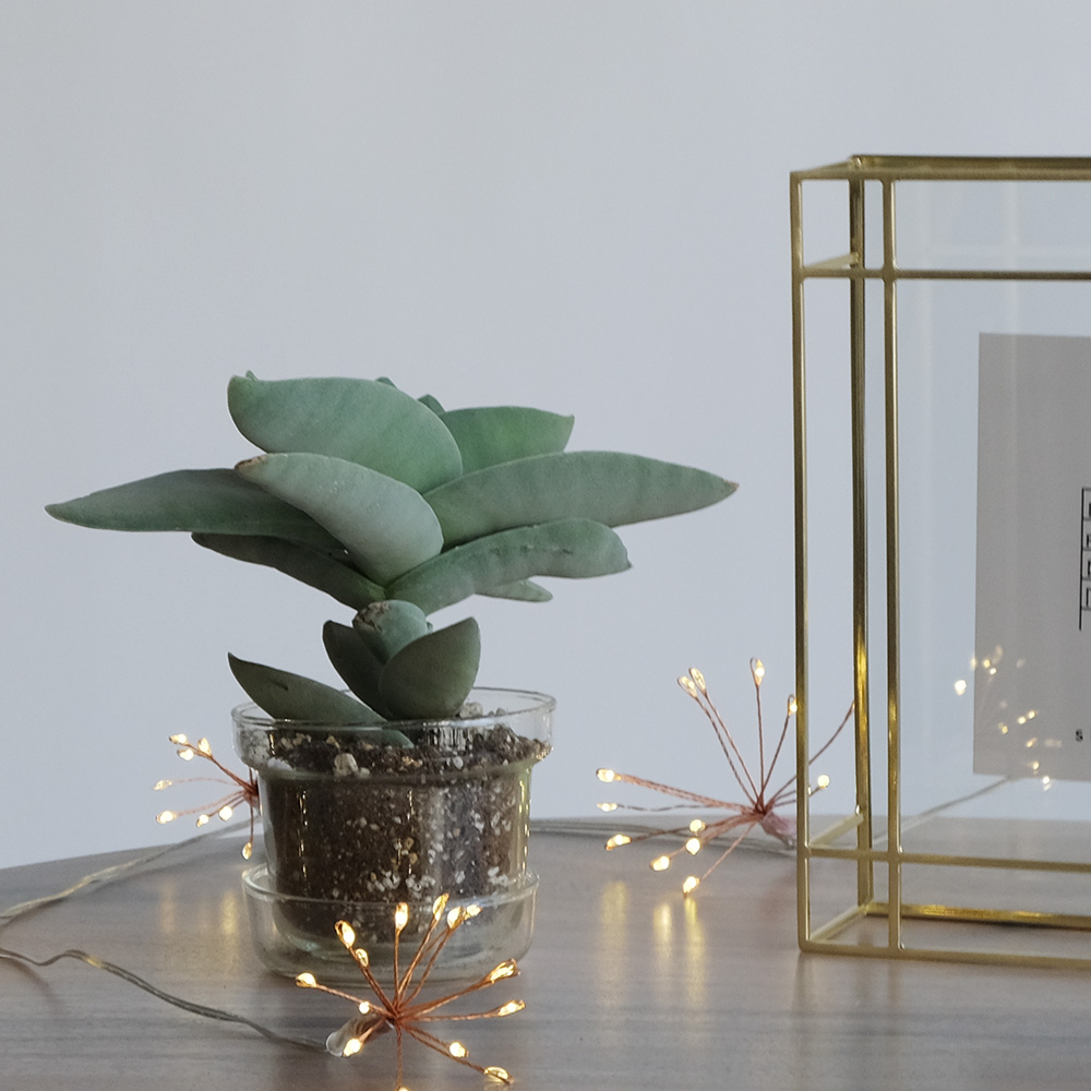 部屋を彩る LEDデコレーションライト ガーランド ブルーミング（2色