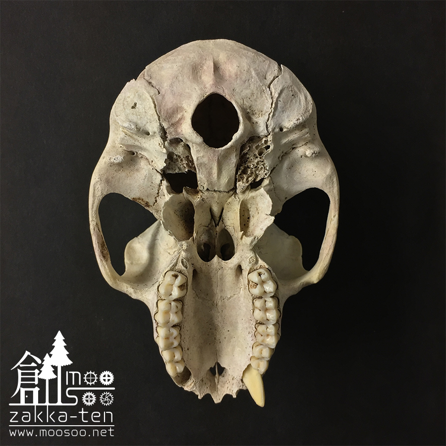 ニホンザルの頭骨 | 博物と古物の奇妙な雑貨店 シュレディンガーの猫