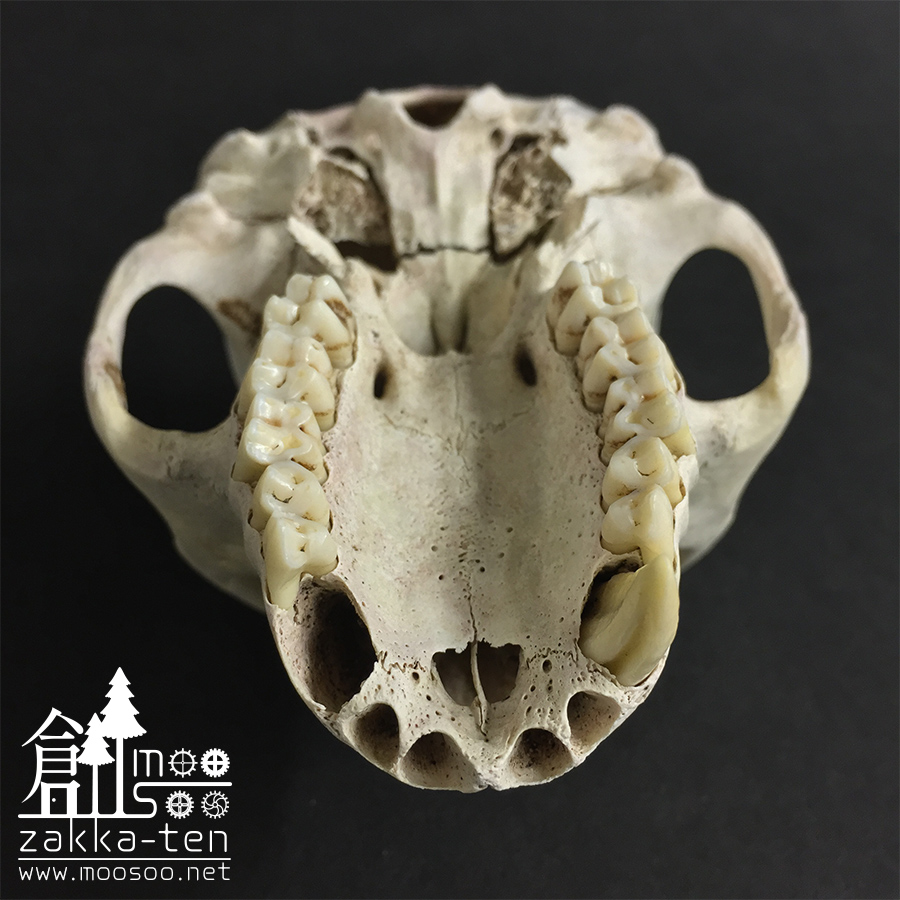 ニホンザルの頭骨 | 博物と古物の奇妙な雑貨店 シュレディンガーの猫