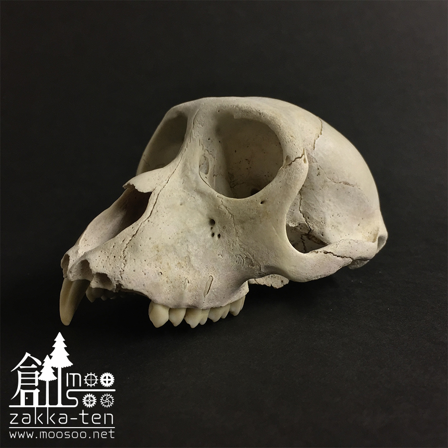 ニホンザルの頭骨 | 博物と古物の奇妙な雑貨店 シュレディンガーの猫