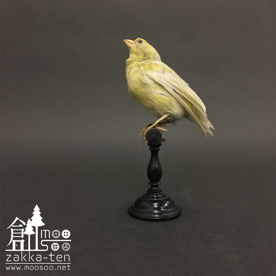 フランスの鳥の剥製03 | 博物と古物の奇妙な雑貨店 シュレディンガーの