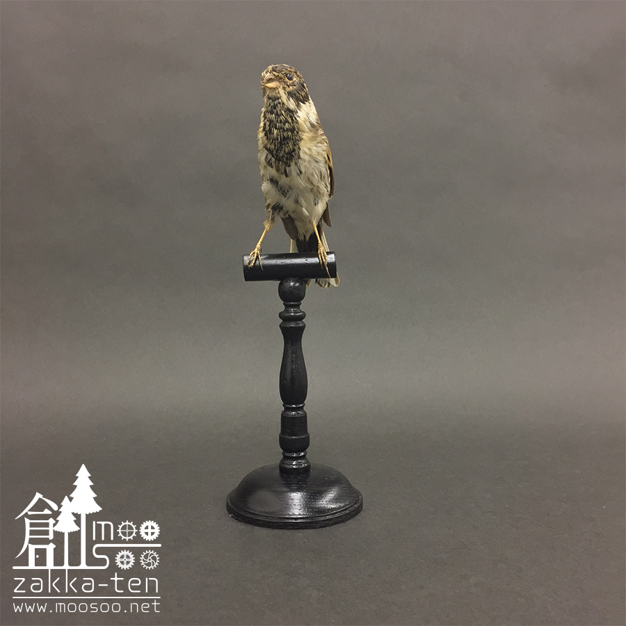 フランスの鳥の剥製04 | 博物と古物の奇妙な雑貨店 シュレディンガーの