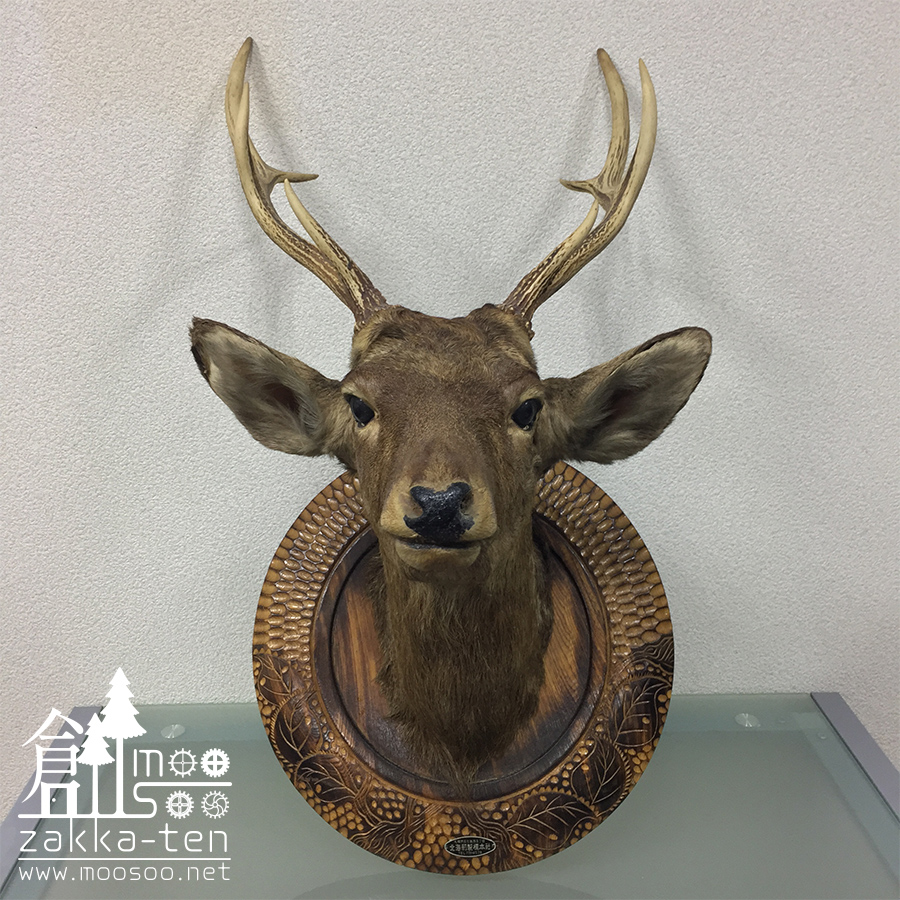 鹿のハンティングトロフィー | 博物と古物の奇妙な雑貨店