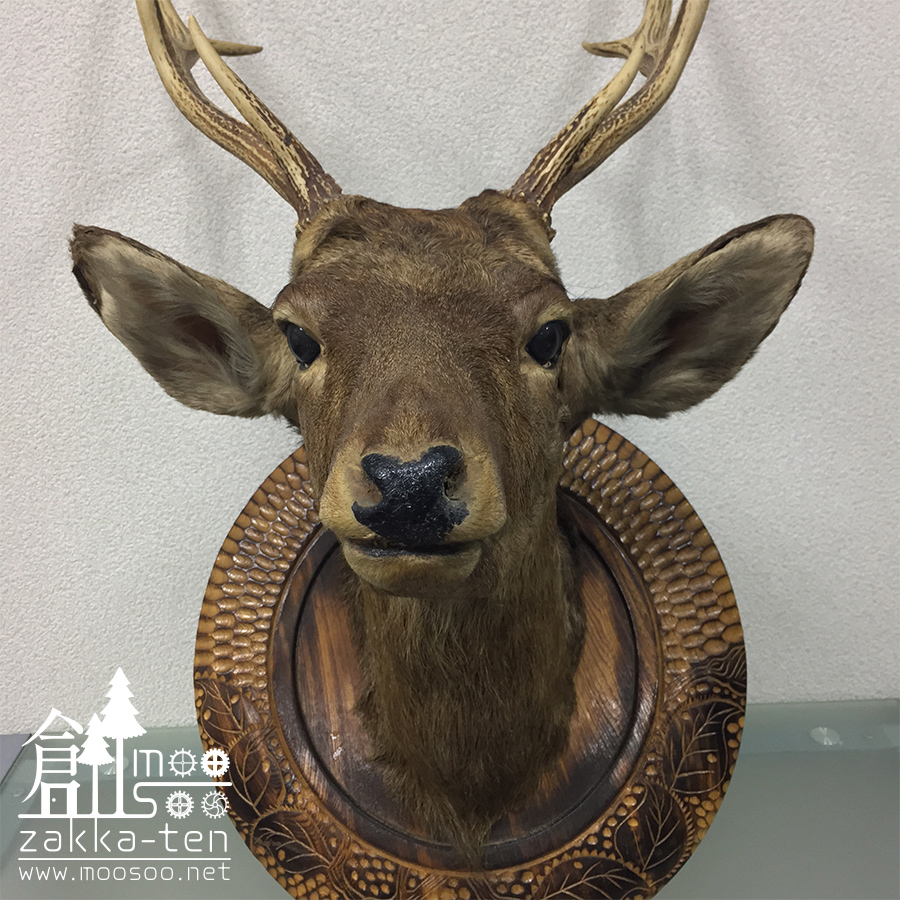 鹿のハンティングトロフィー | 博物と古物の奇妙な雑貨店