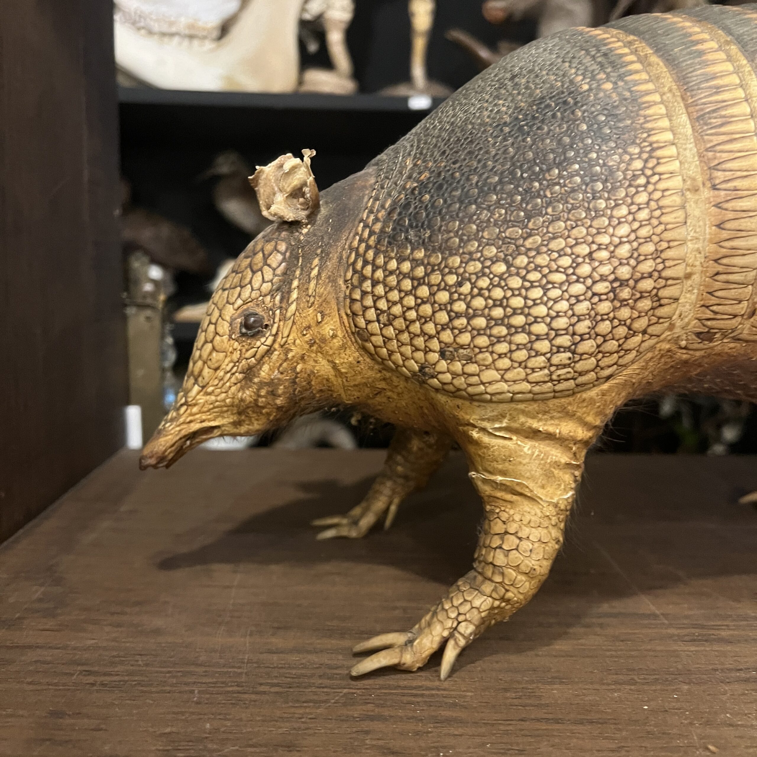 アルマジロの剥製 | 博物と古物の奇妙な雑貨店 シュレディンガーの猫