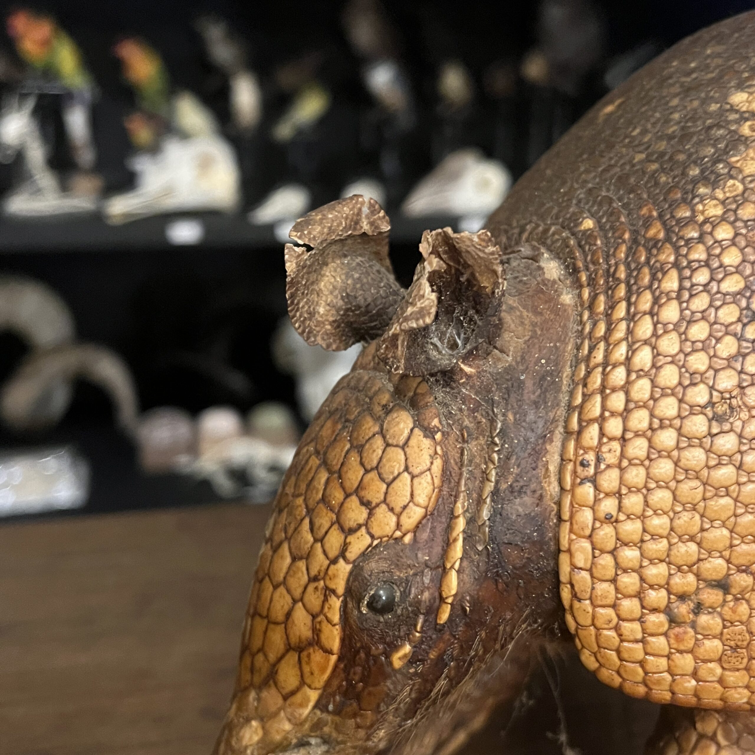アルマジロの剥製 | 博物と古物の奇妙な雑貨店 シュレディンガーの猫