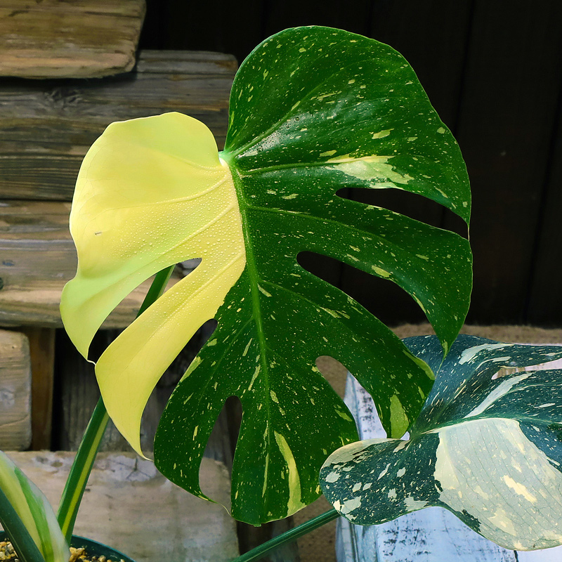 モンス］Monstera deliciosa yellow variegata - 育種堂｜SODATANEDOU