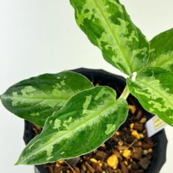 育種堂｜SODATANEDOU アグラオネマ専門店 【全国通販】モンステラ