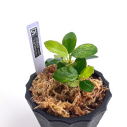 育種堂｜SODATANEDOU アグラオネマ専門店 【全国通販】モンステラ