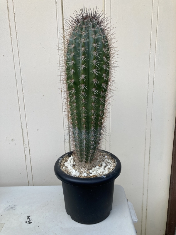 武倫柱（ブリンチュウ）の育て方・特徴は？