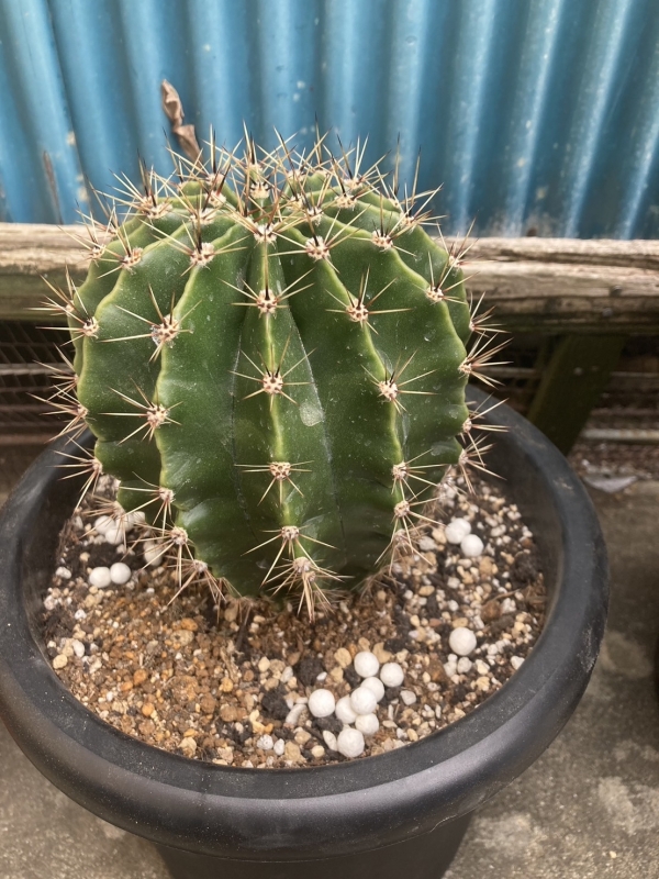 短毛丸の育て方