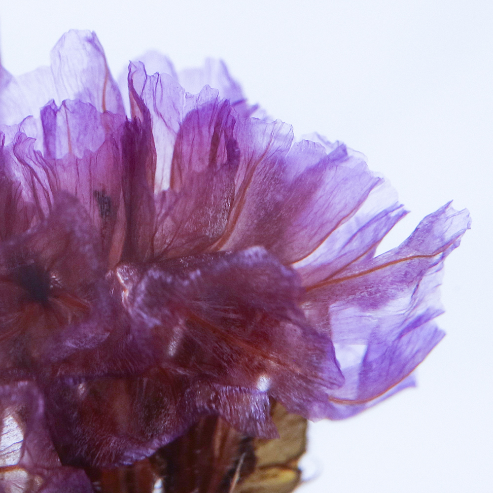 スターチス — PRODUCTS — Sola cube / ソラキューブ