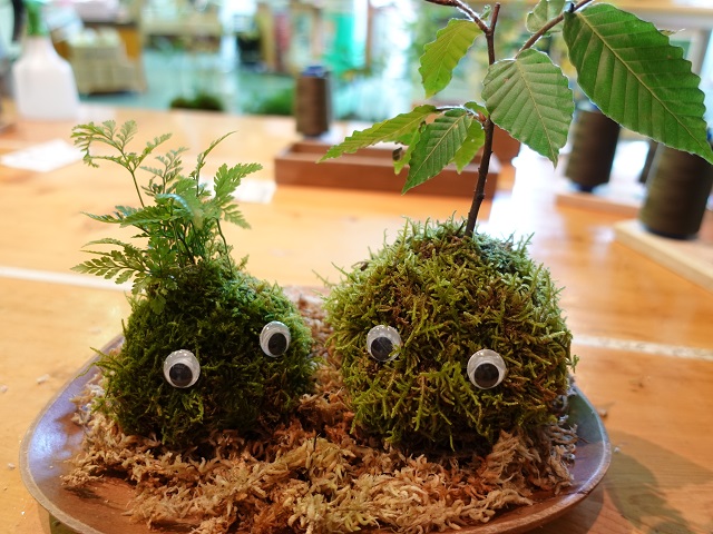 おうちで奥入瀬を楽しむための苔玉の作り方・管理のしかた - 空と花の色