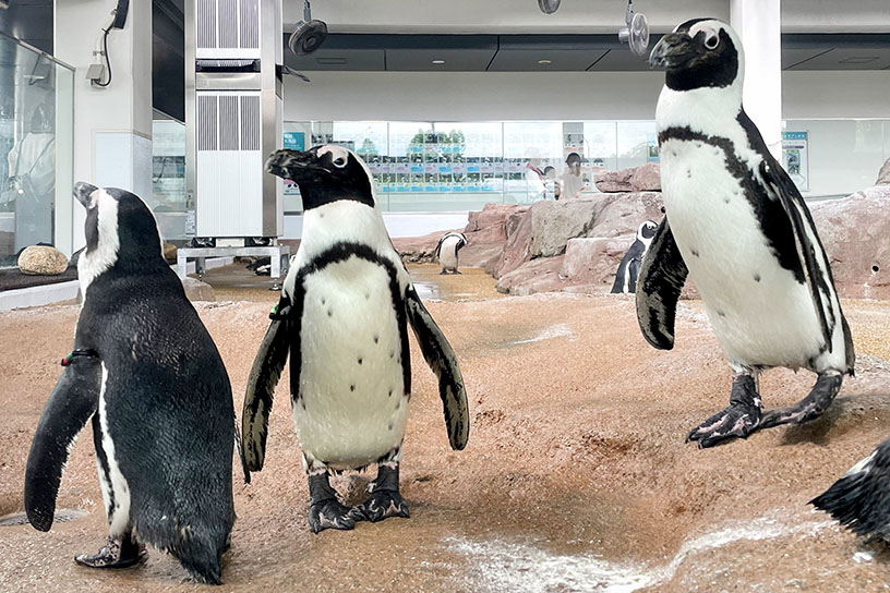 夏イベント開催中！ 親子で楽しめる、京都水族館へ行こう｜そうだ 京都