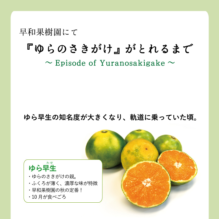 9月が旬の新品種ゆらのさきがけ（YN26）ミニ5kg｜早和果樹園