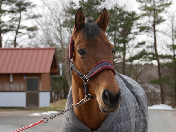 馬紹介｜Old Friends Japan