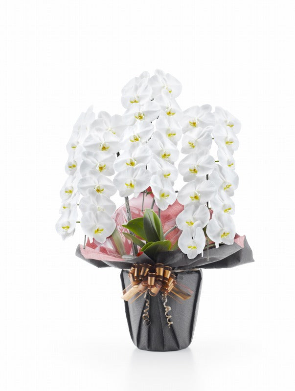 胡蝶蘭 白大輪 3本立ち 39輪以上（つぼみ込み） – SMART FARM