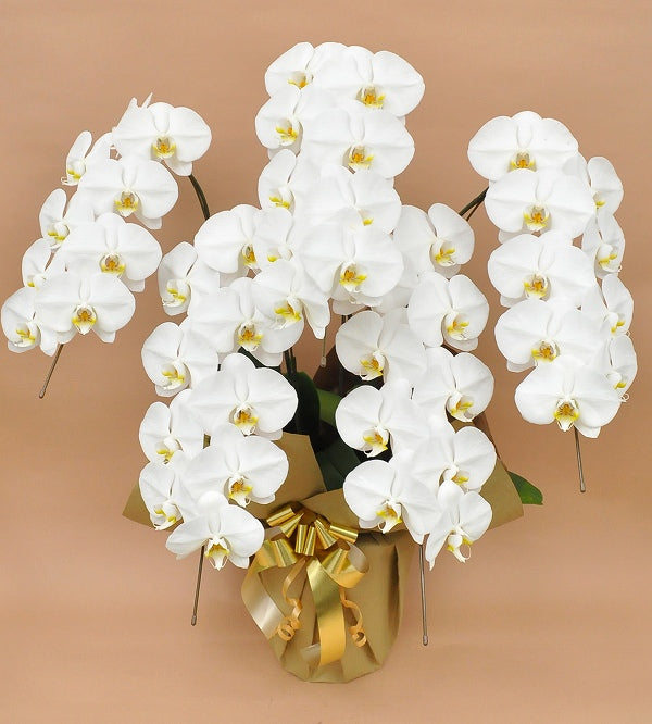 胡蝶蘭 白大輪 3本立ち 39輪以上（つぼみ込み） – SMART FARM