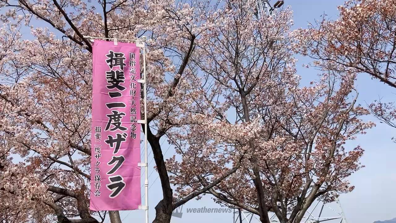 揖斐二度ザクラの花見・桜名所【2026】- ウェザーニュース - ウェザー