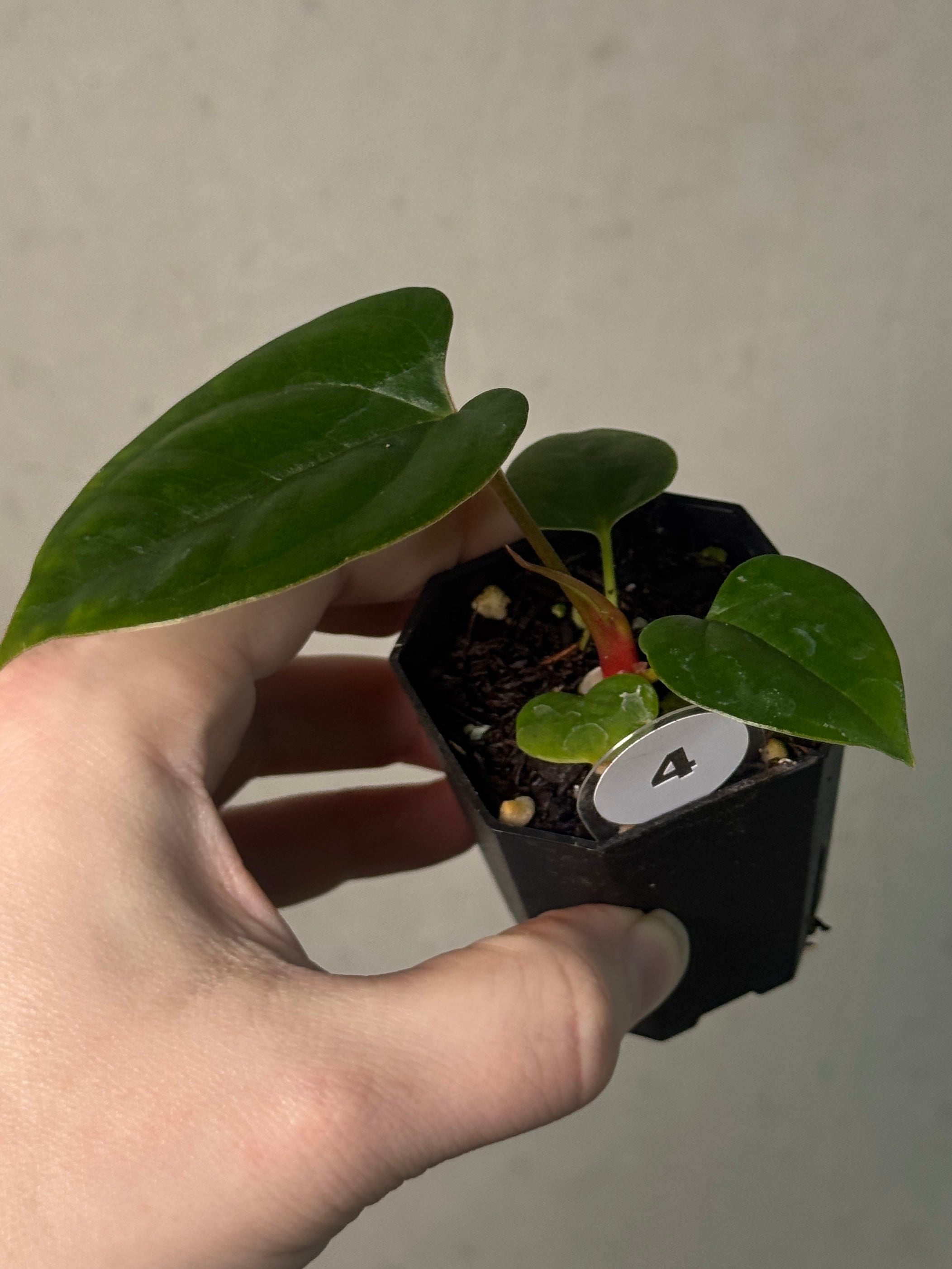 DD9C8FC0-5D9B-40BA-9EB5-