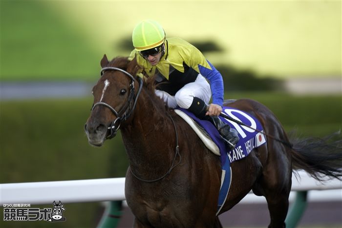 砂のディープ”カネヒキリが死亡 ダートG1で7勝の活躍 | 競馬ニュース