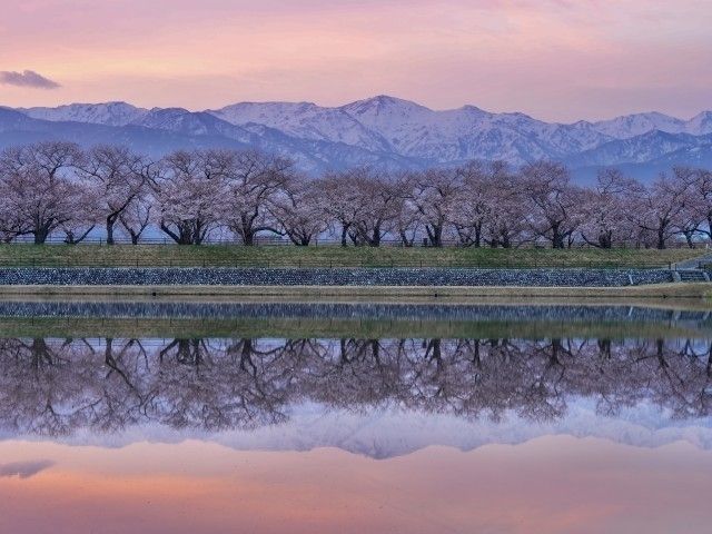 あさひ舟川「春の四重奏」の桜｜花見特集2026