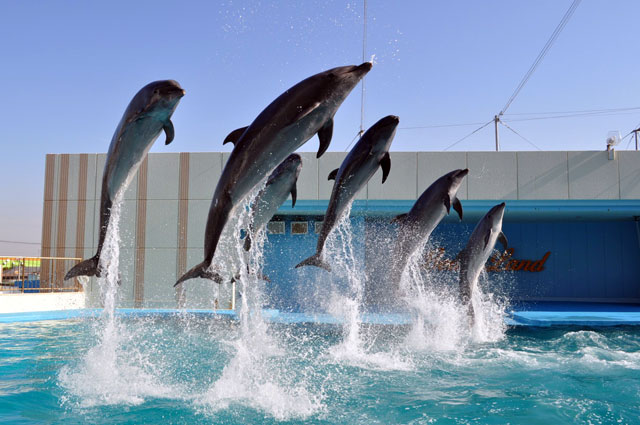 南知多ビーチランド 営業時間、料金、地図・アクセス情報｜動物園