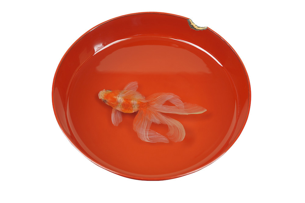 平面なのに立体的 深堀隆介展『金魚鉢、地球鉢。』東京・上野の森