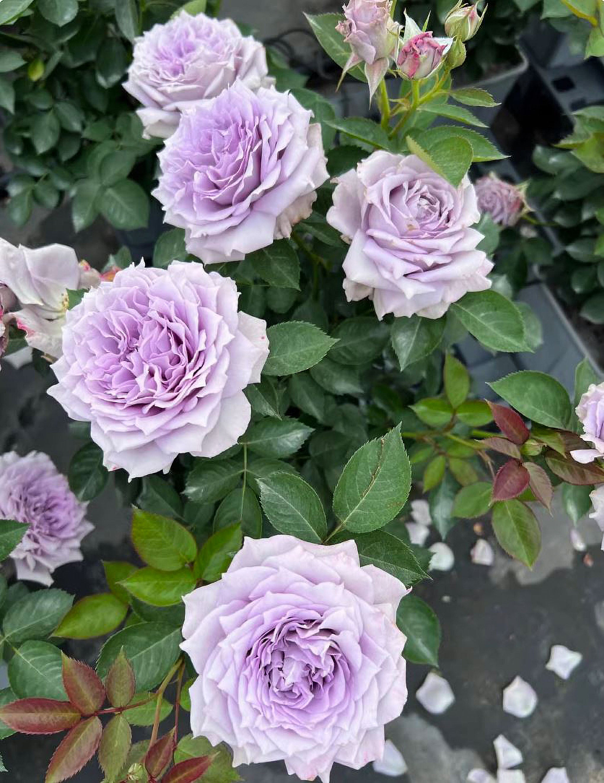 Popular Roses – Page 4 – SpringlandFlowers