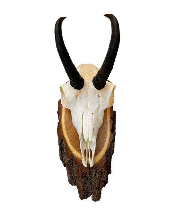 Buy hunting trophies | SWISSskulls – SWISSskulls International