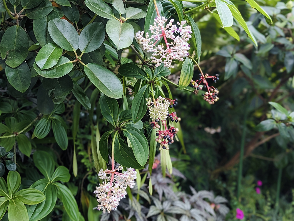 シンガポールラッフルズホテル熱帯植物リトグラフ額装仕立て