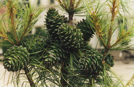 松の実 | 【サンナッツ食品株式会社】世界の木の実、ドライフルーツの