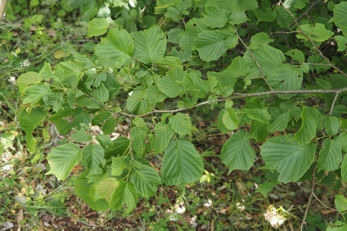 ハシバミ | Arboretum