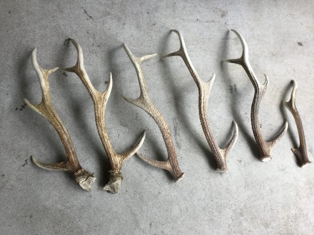 鹿の角 販売開始 | 不動産屋になった、元左官屋のブログ