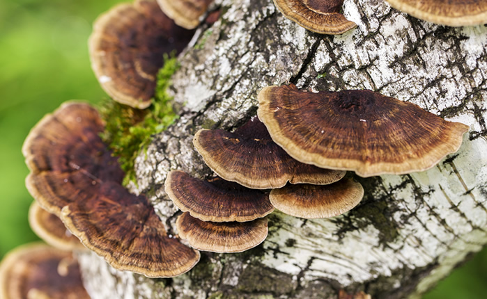 リーフ | 巣鴨のお茶屋さん山年園