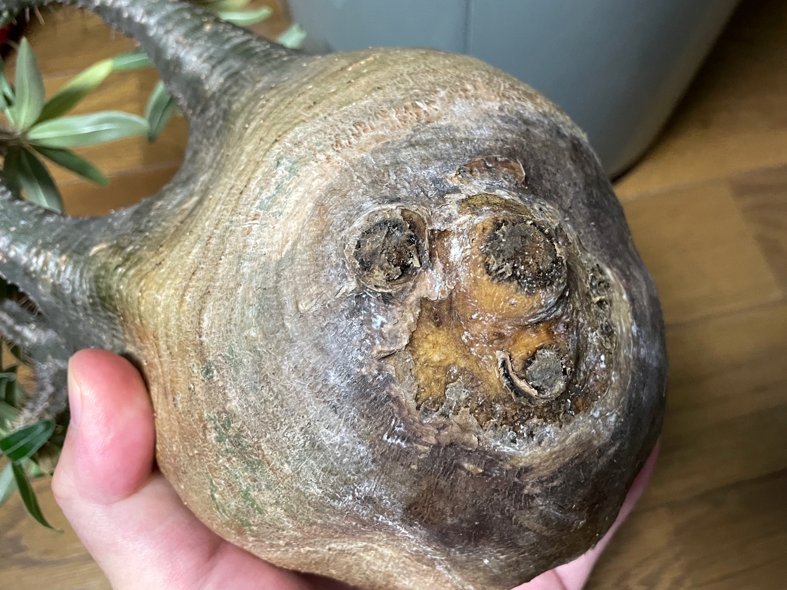 発根管理中のグラキリスに緊急事態発生！そして土耕から水耕へ