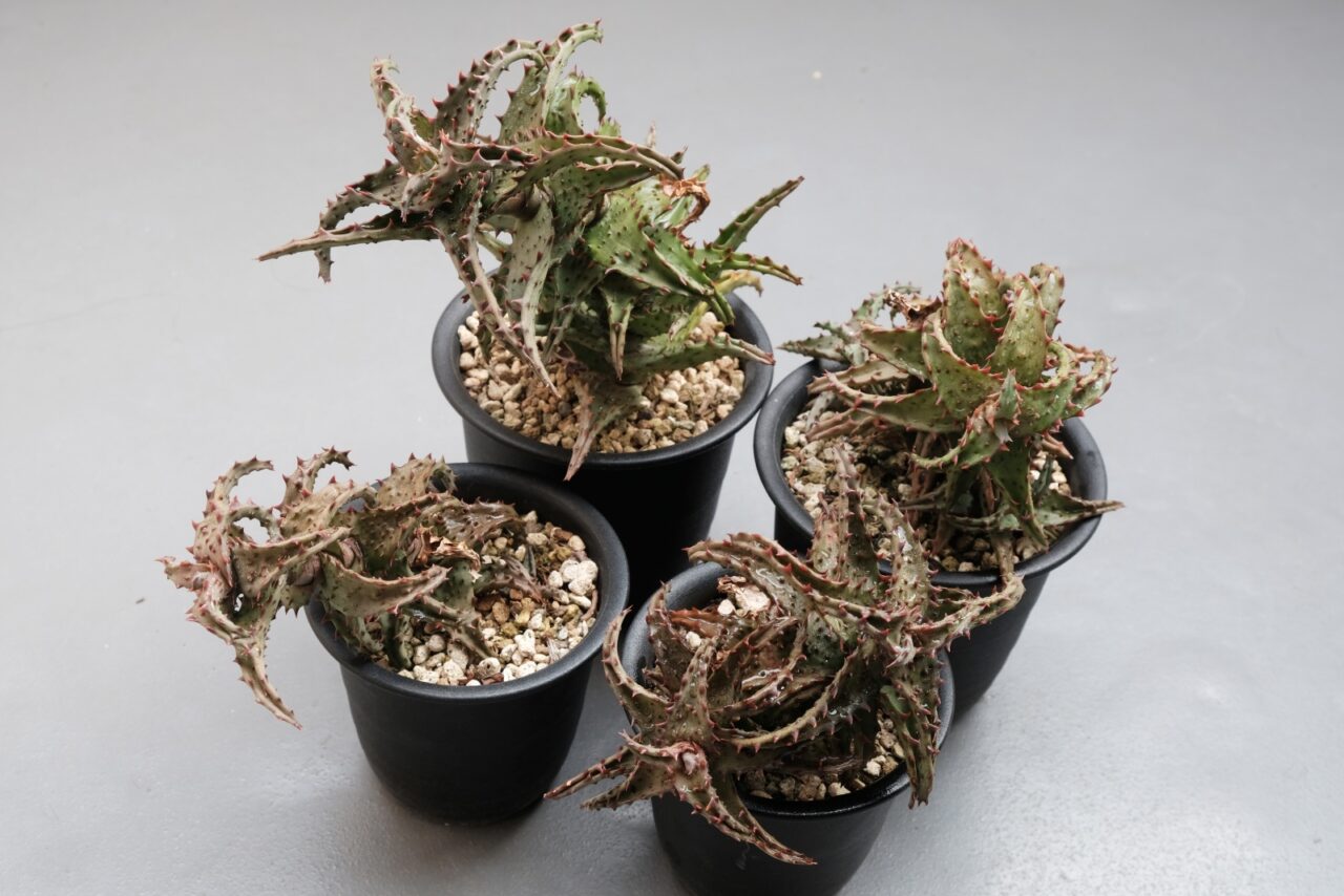 アロエ カスティロニアエ / 似てるけど似てない緑と赤の四兄弟