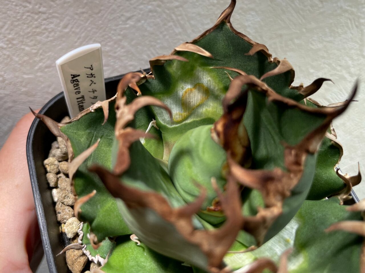 アガベのシーザーが葉焼けした…。 | すごいグリーン