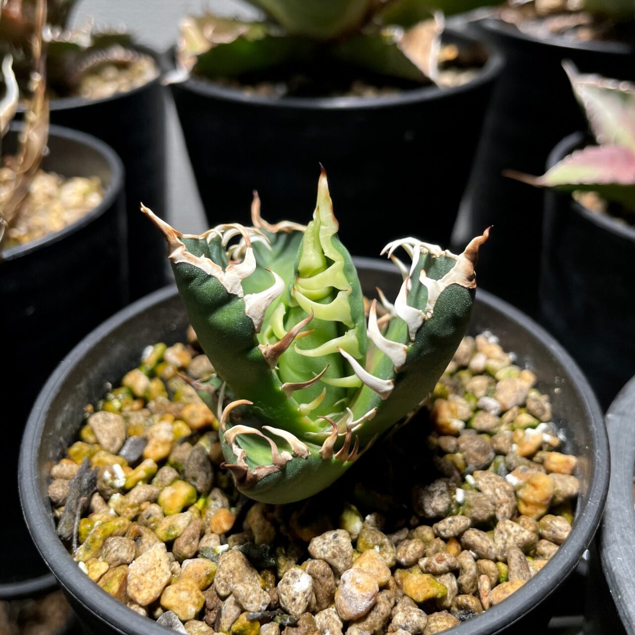 アガベ・レッドキャットウィーズル / ゴリ猫の子株が大きくなってきた