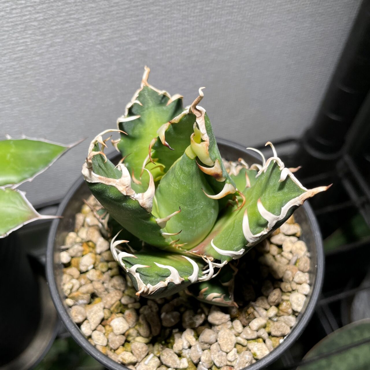 アガベ・レッドキャットウィーズル / ゴリ猫の子株が大きくなってきた